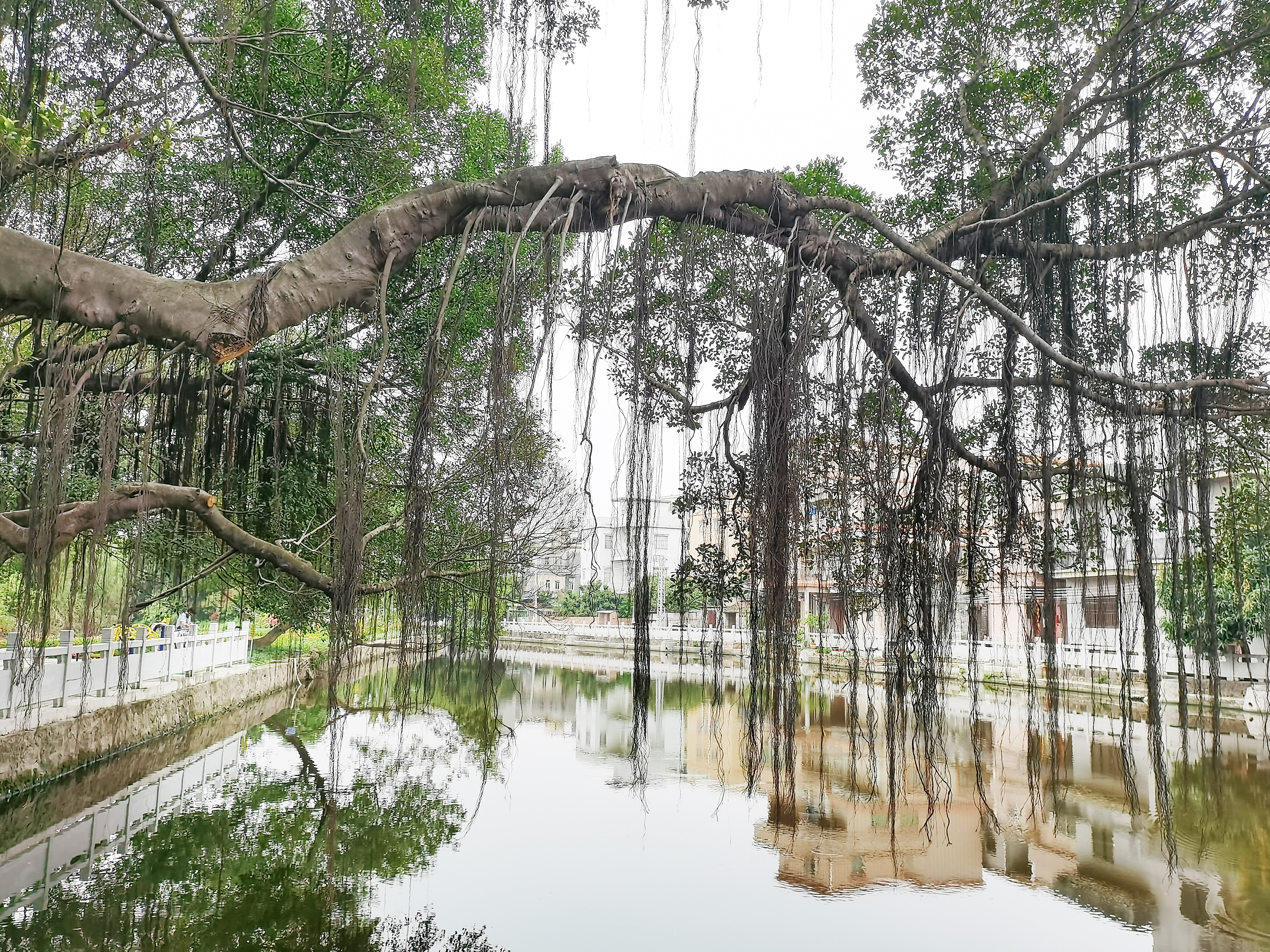 百年大榕树2.jpg
