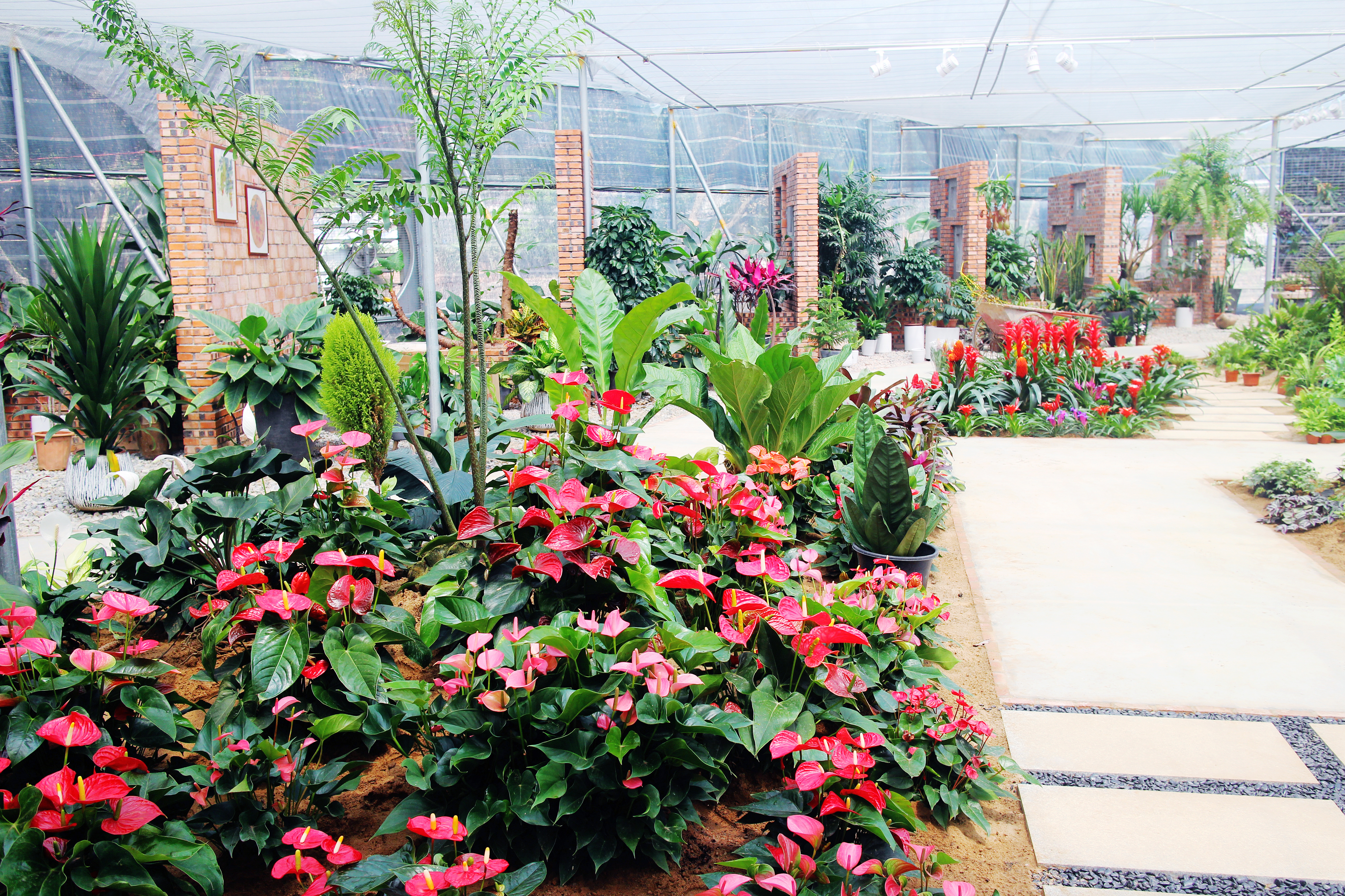 花卉种植（番禺区美丽乡村办供图）1.JPG