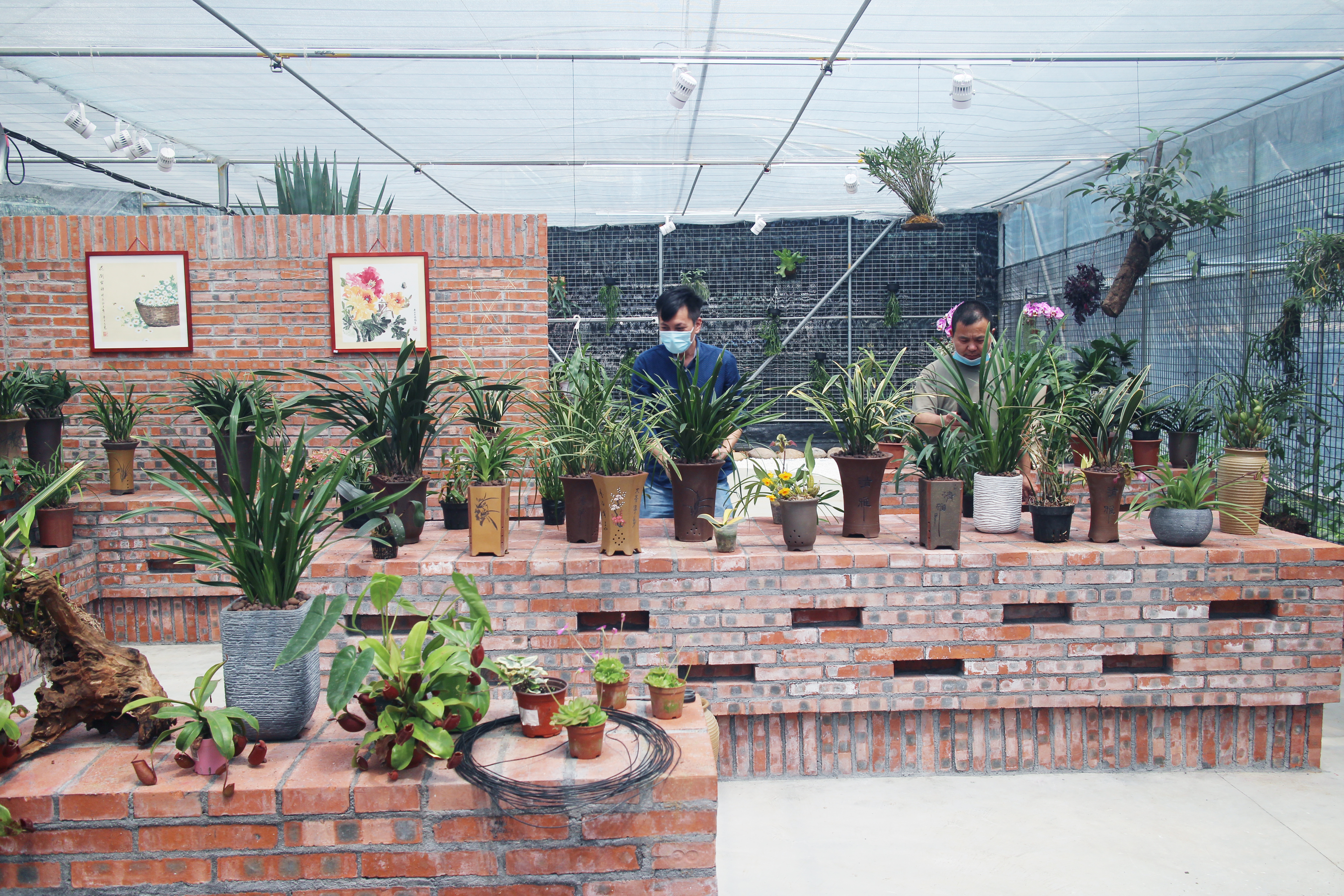 花卉种植（番禺区美丽乡村办供图）2.JPG