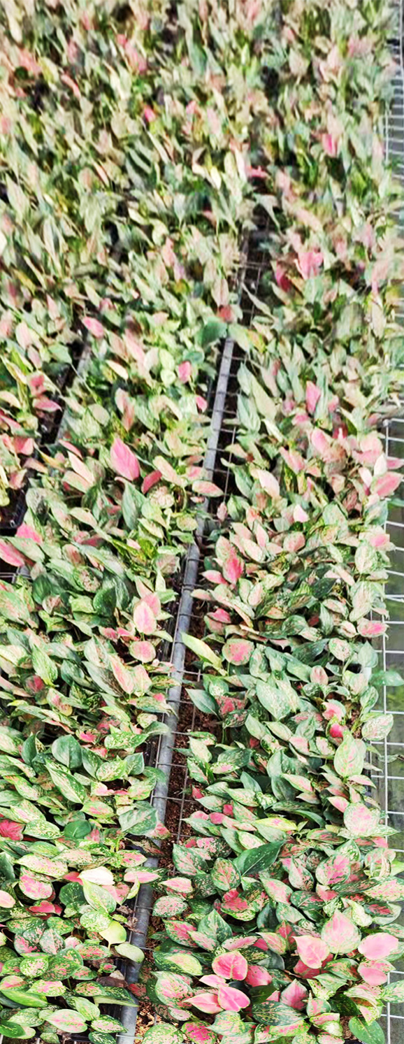 花卉种植.jpg