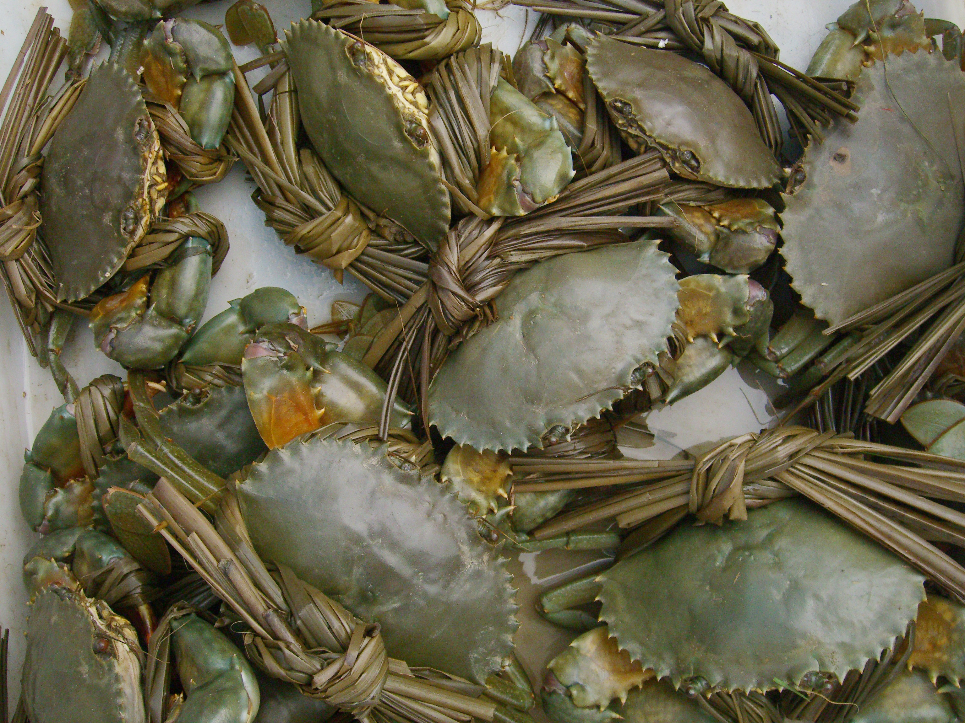 青蟹.JPG