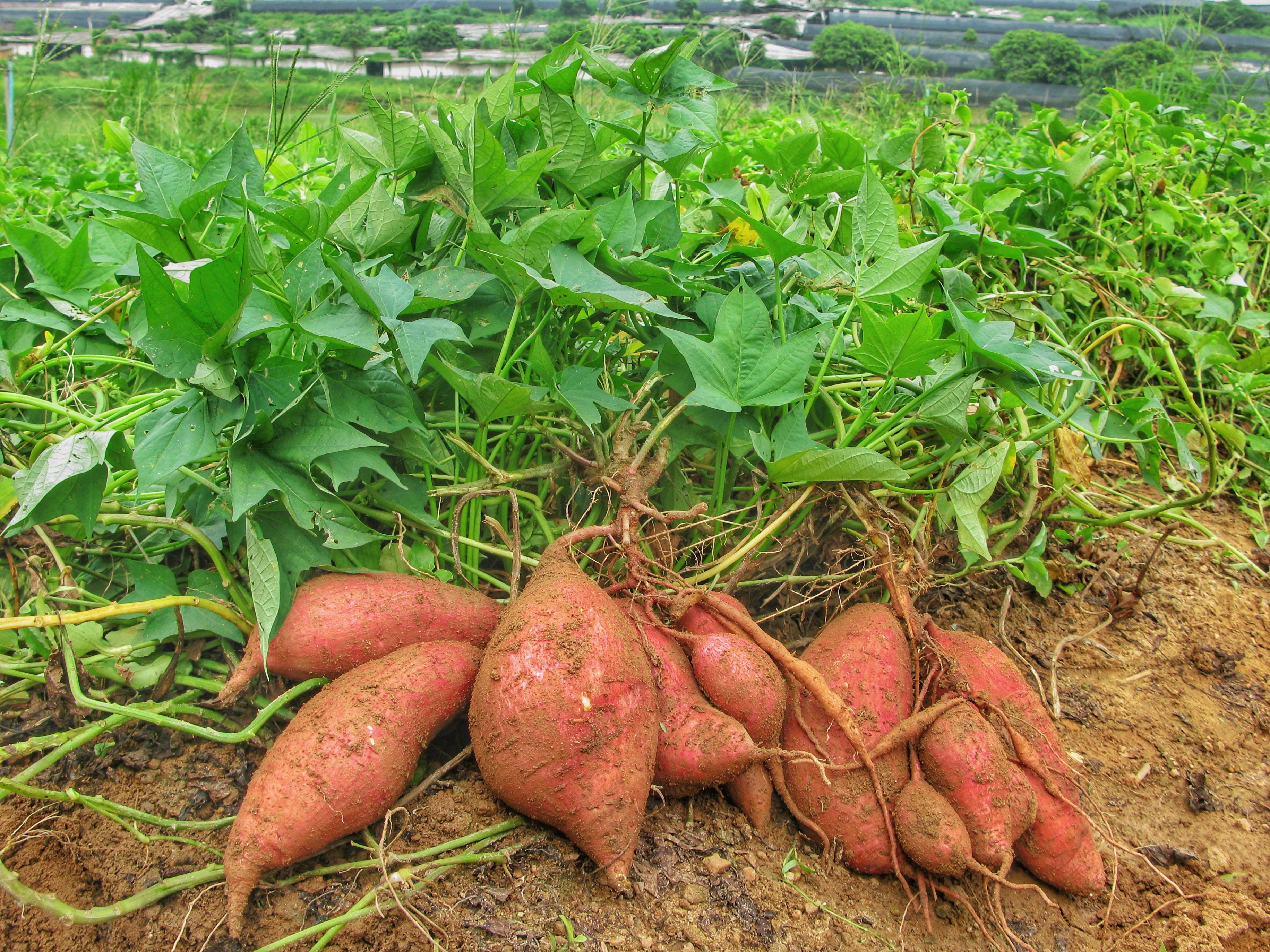 新造镇十大特色手信之牛山岗牌番薯.jpg