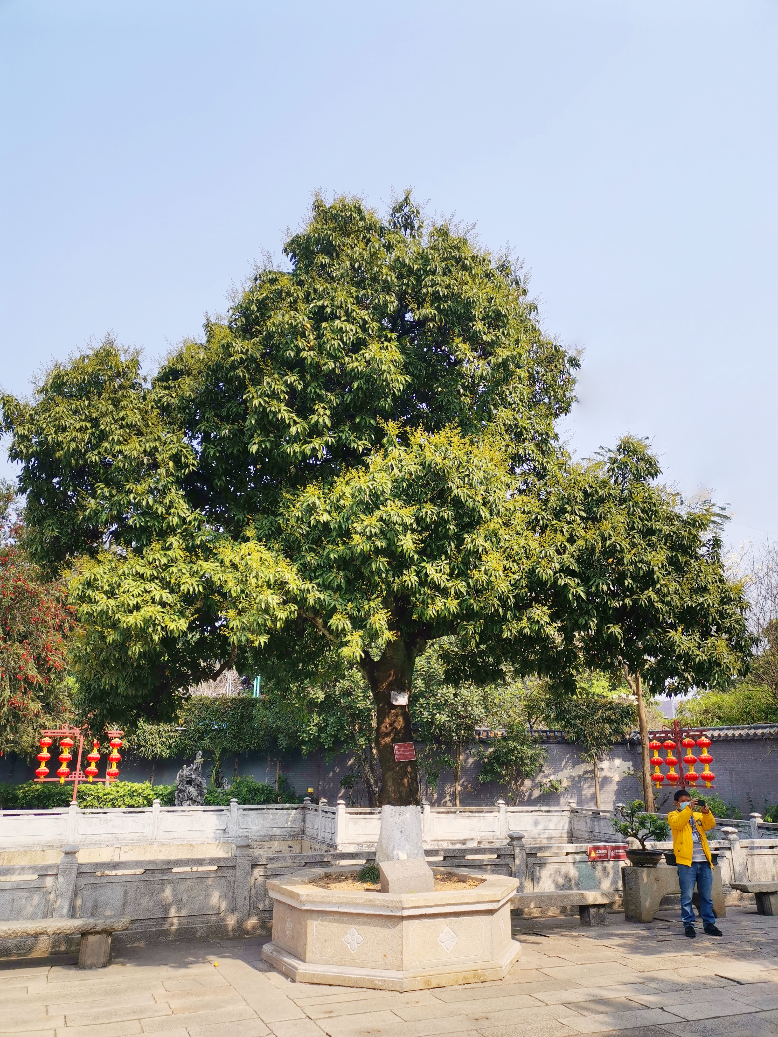 南村镇余荫山房118年的古荔枝树（摄影： 郭玉兰    ）.jpg