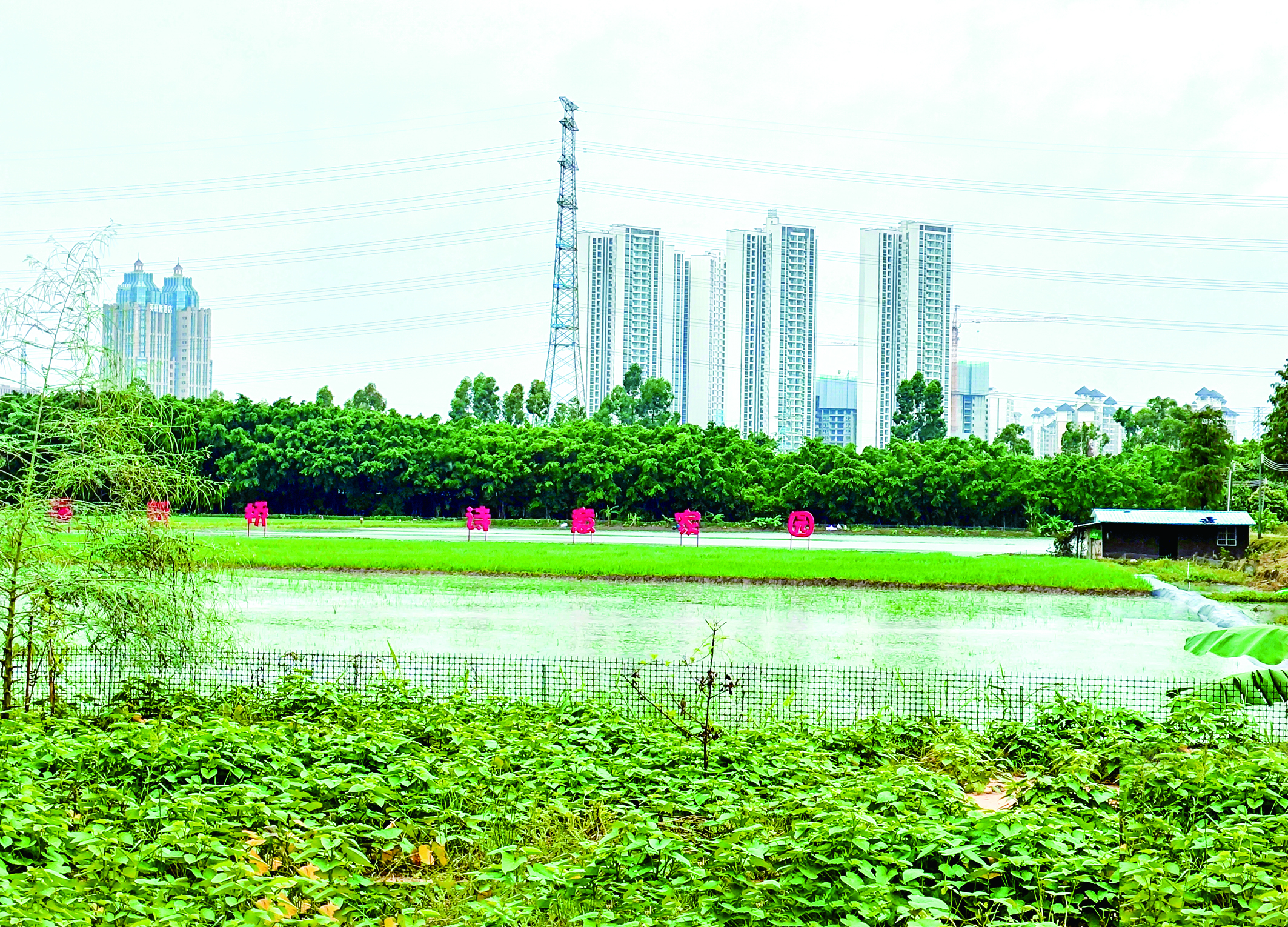 新桥村2.jpg